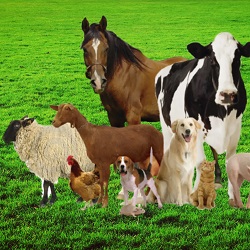 AH Care Agro Vet Limited Product